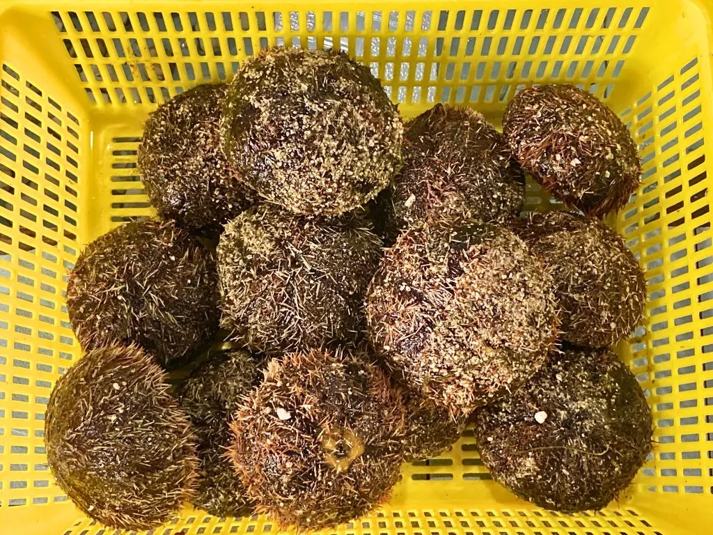 nhum bien Vi Vu Bình Thuận